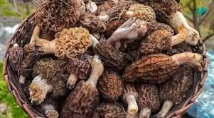 A basket of aruna kullu handloom Gucchi mushrooms showcases their honeycomb-like caps and earthy brown hue, celebrated for their unique flavor and high value, especially in Himachal.