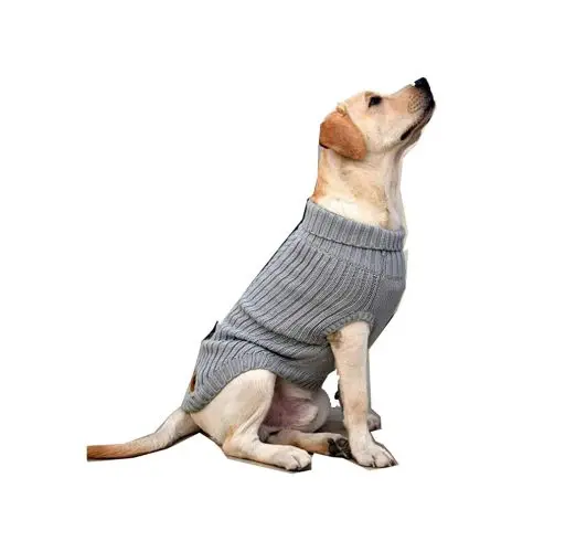 Male dog dress best sale