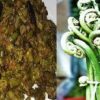 Lingdu Ka Achar लिंगड़ू का अचार Fiddlehead Ferns Pickle Kasrod Ka Achar