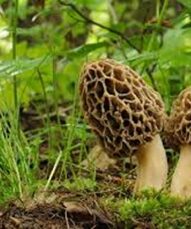 Gucchi mushrooms