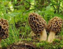 Gucchi mushrooms